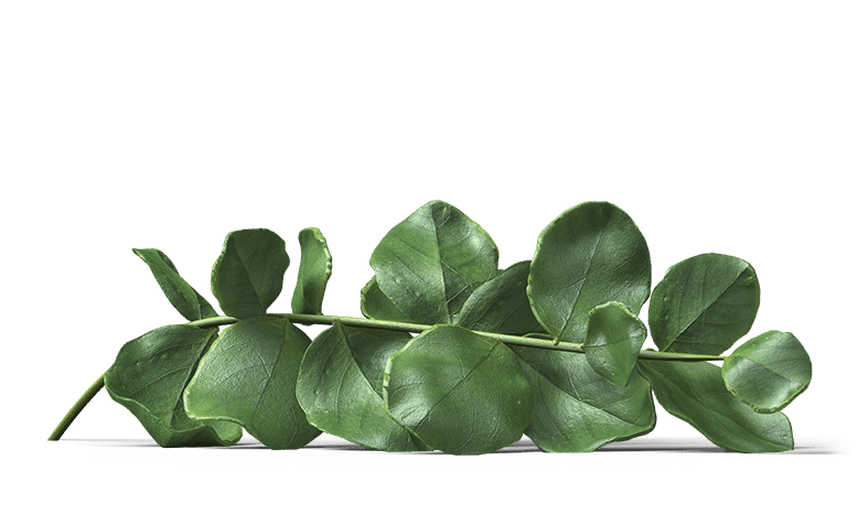 Edited product photo of a flower branch